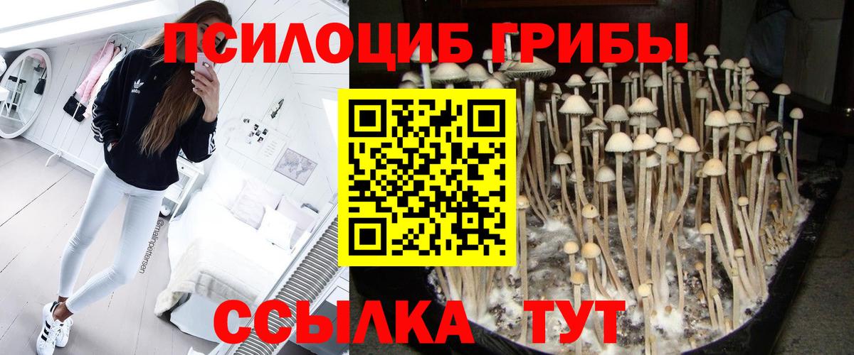Галлюциногенные грибы прущие грибы Геленджик